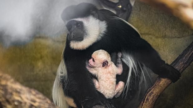 Opice guerézy rodí jak na běžícím páse. V pražské zoo přišlo na svět 43. mládě